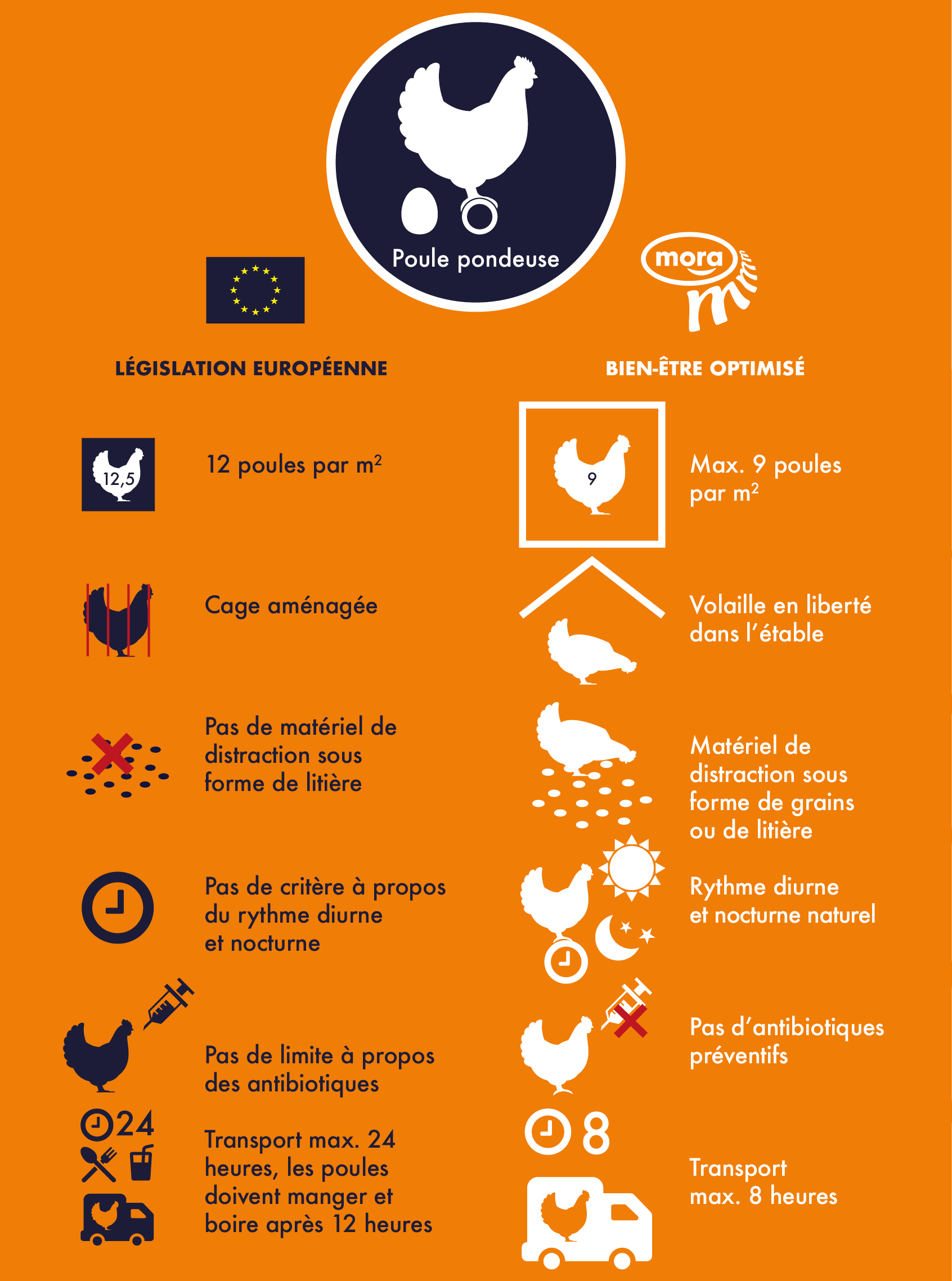 Mora - Bien être - Poule Pondeuse